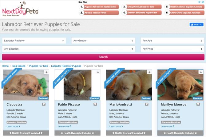 best place to find puppies for sale