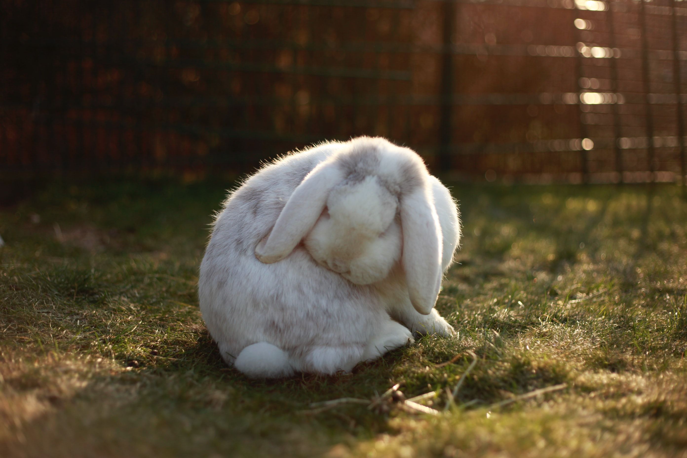 bunny 1 - Come mantenere pulito il codice con l’incapsulamento degli oggetti