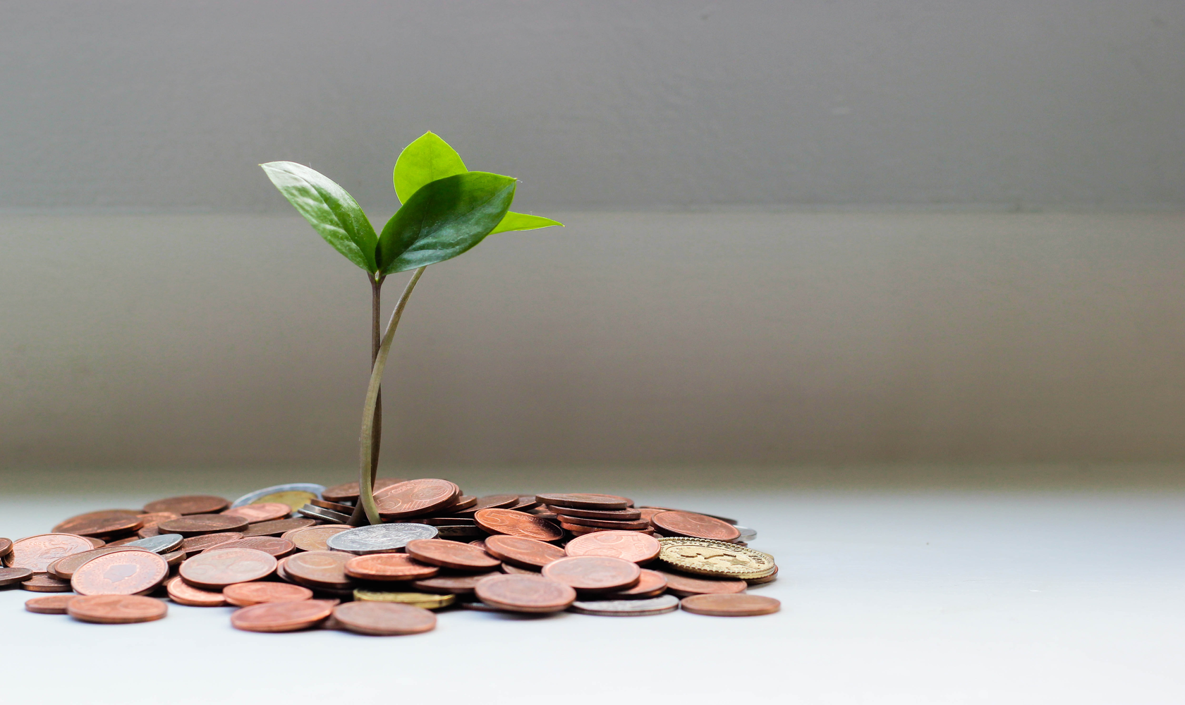 plant growing out of money - Cos’è il clicktivism? 4 Esempi di come funziona